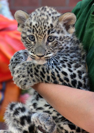 Illustration for article titled ZOMG BABY OCELOT AND BABY LEOPARD!!!